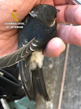La Guardia Civil ha investigado a una mujer en Granada como presunta autora de un delito contra la flora y fauna silvestres después de que destruyera treinta nidos de avión común (Delichon urbicum) y provocara la muerte de 44 pollos.