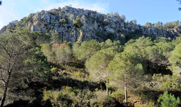 Archivo - Consejo.- La Junta de Andalucía cooperará con los ayuntamientos para gestionar casi 410.000 hectáreas forestales