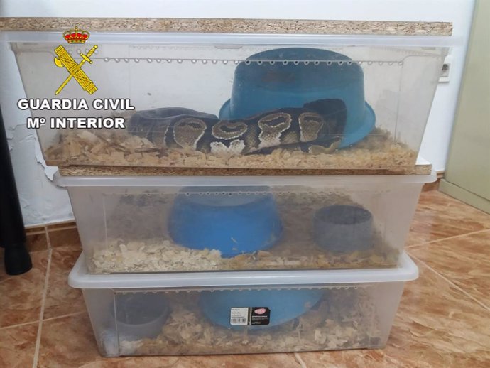 Archivo - Serpientes pitones recuperadas en Huéscar (Granada)