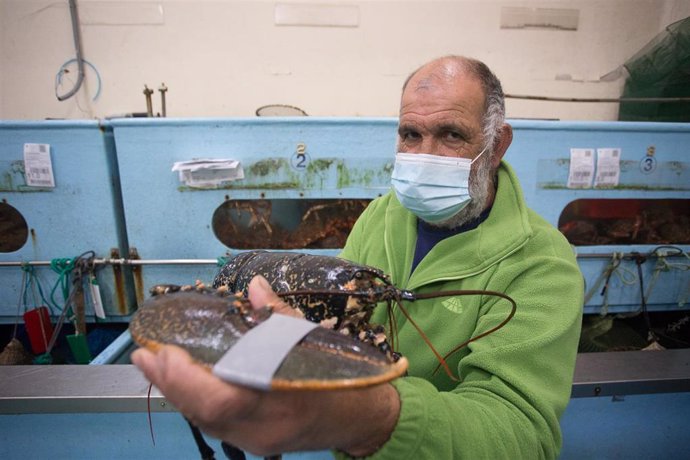 Archivo - Un pescador jubilado y patrón del Costa de África muestra un bogavante de 7 kilos antes de vender el género en la Lonja de Burela, Lugo, Galicia (España), a 18 de diciembre de 2020. El pasado 30 de noviembre comenzó la campaña extractiva de la
