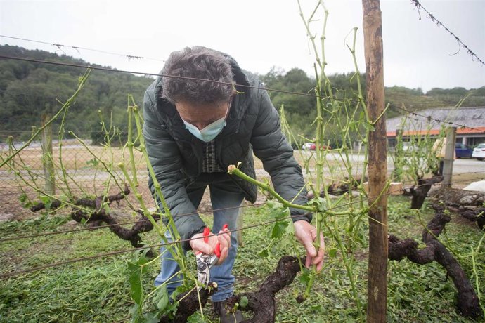 José Amedo (Pepe do Gaio) poda los sarmientos rotos para evitar que su putrefacción acabe de estropear las cepas, en la propiedad de Adega Amedo, bodega incluida en la D.O. Ribeira Sacra, Lorena Amedo, muestra los sarmientos rotos y las cepas destrozada