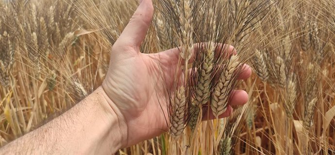 Cultivo de trigo.