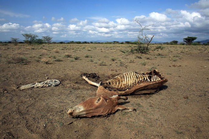 Archivo - Efectos de la sequía de 2009 en Kenia