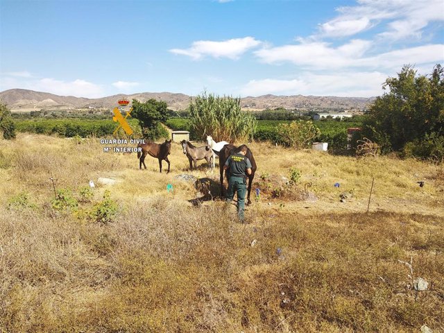 Archivo - Actuaciones del Seprona de la Guadia Civil en Málaga contra el maltrato animal