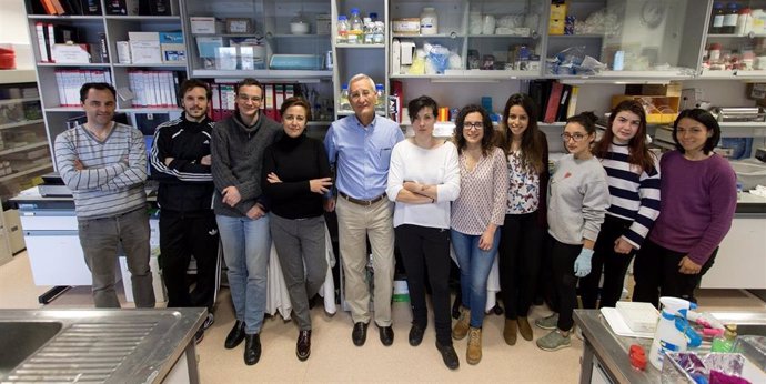 Archivo - Descubren una nueva función de las proteínas SOS que altera la dinámica y el metabolismo de las mitocondrias