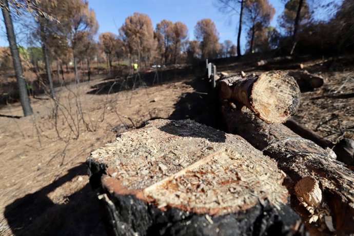 Trabajos de restauración ambiental en la zona afectada por incendio forestal de Nerva (Huelva) en 2018.