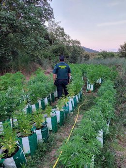 Imagen de la plantación de 260 plantas de marihuana