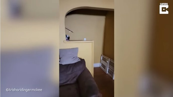 Este adorable perro mirando por las escaleras para confirmar que su dueña le deja irse a dormir se ha hecho viral