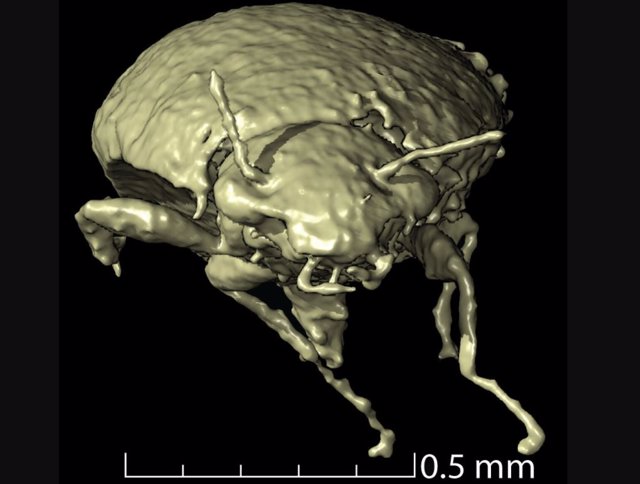 Un modelo 3D de la vista anterior de Triamyxa coprolithica.