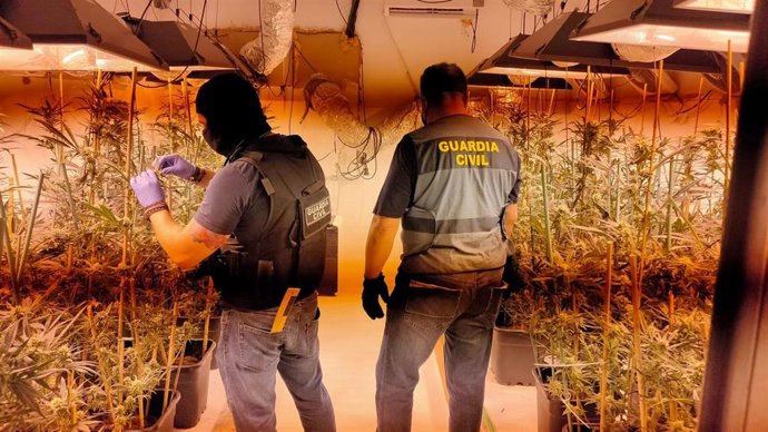 Cuatro detenidos con un cultivo de más de 200 plantas de marihuana en una vivienda de Los Barrios (Cádiz)