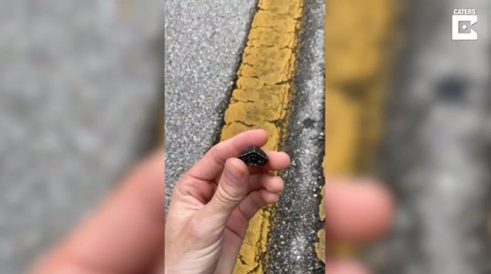 Un hombre rescata a una tortuga más pequeña que un pulgar atrapada en una carretera de Florida