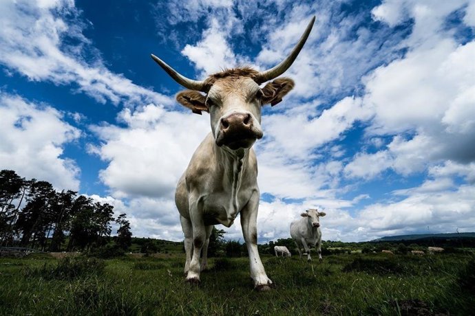 La ganadería de vacuno de carne apuesta por la sostenibilidad