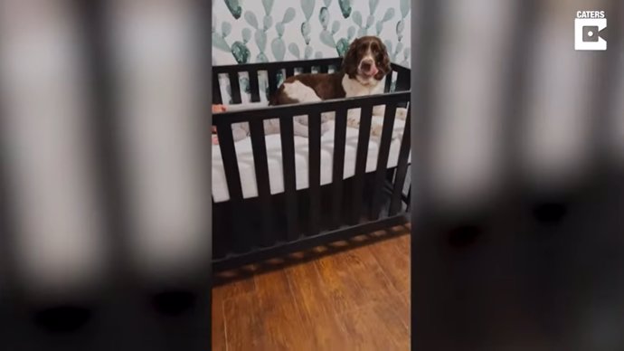 Capturan en vídeo la conmovedora reacción de este perro cuando escucha a un bebé llorando en su cuna