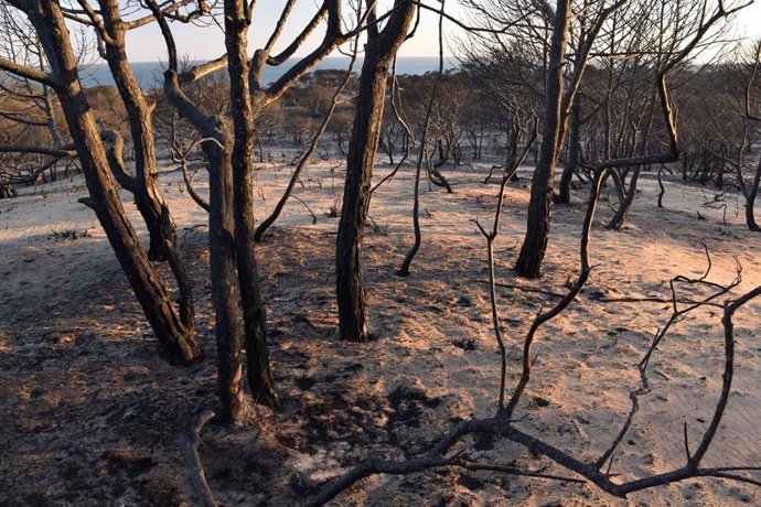 Superficie quemada en un incendio en Doñana.