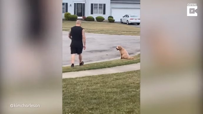 Esta perrita tiene la lección aprendida y no cruza la calle ni para buscar su pelota