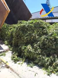 Desmantelada una plantación con 3.000 plantas de marihuana en un invernadero de Vélez de Benaudalla (Granada)