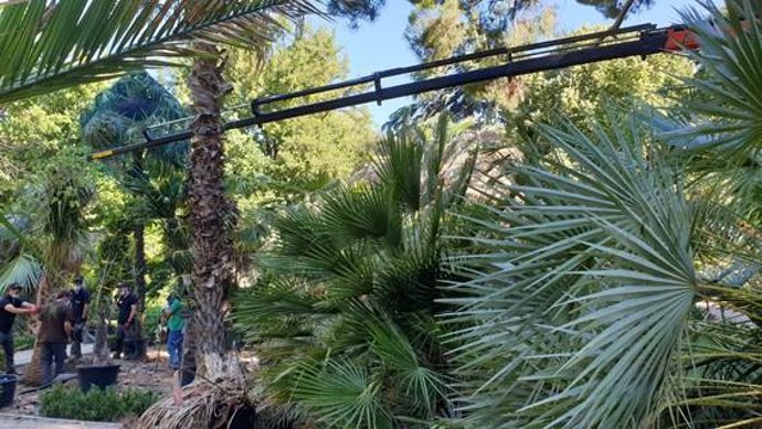 Renovación de palmeras en el Real Jardín Botánico.