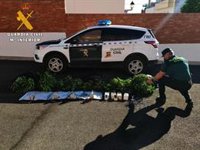 Un detenido tras desmantelarse una plantación de marihuana en Fernán Núñez (Córdoba)