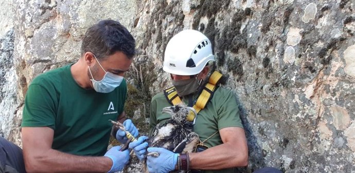 Imagen de anillamiento de alimoches en nido en la provincia de Córdoba.