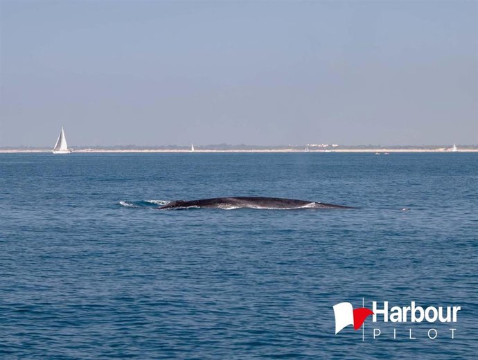 Cetáceo captado este sábado en las aguas del Puerto de Valncia