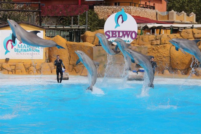 Archivo - Selwo Marina delfines turistas ocio parques reunidos agua verano 