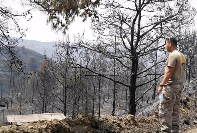 Zona forestal destruida en el distrito de Larnaca, en Chipre