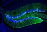 Foto: El CSIC haya un gen implicado en la plasticidad del cerebro cuya alteración afecta al aprendizaje y la memoria