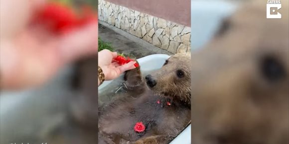 3. Balu, un oso ruso que vivía en un zoológico, disfruta ahora de los pequeños placeres de la vida