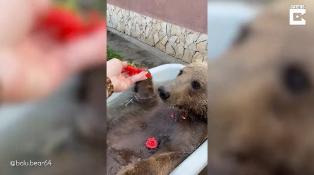 Balu, un oso ruso que vivía en un zoológico, disfruta ahora de los pequeños placeres de la vida