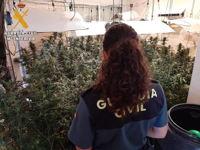 Plantación incautada en Talavera la Real