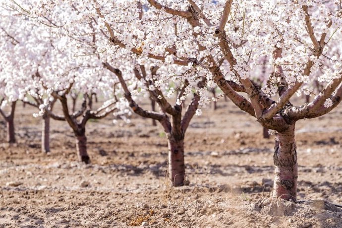 Archivo - Almendros en flor.