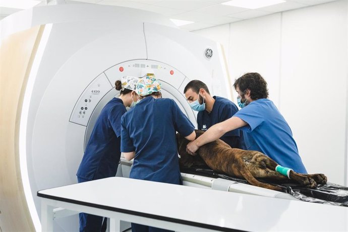 Archivo - El Hospital Veterinario AniCura Valencia Sur incorpora un nuevo sistema de resonancia magnética nuclear que puede mejorar y acelerar el diagnóstico de patologías neurológicas y lesiones en tejidos blandos, como los ligamentos, en todo tipo de 