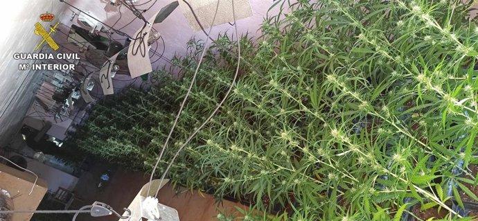 La Guardia Civil de Ciudad Real ha incautado cerca de 900 plantas de marihuana en la localidad de Santa Cruz de Mudela.