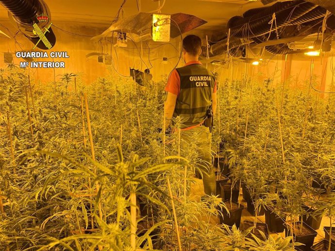 La Guardia Civil desmantela una plantación de marihuana indoor en El Casar