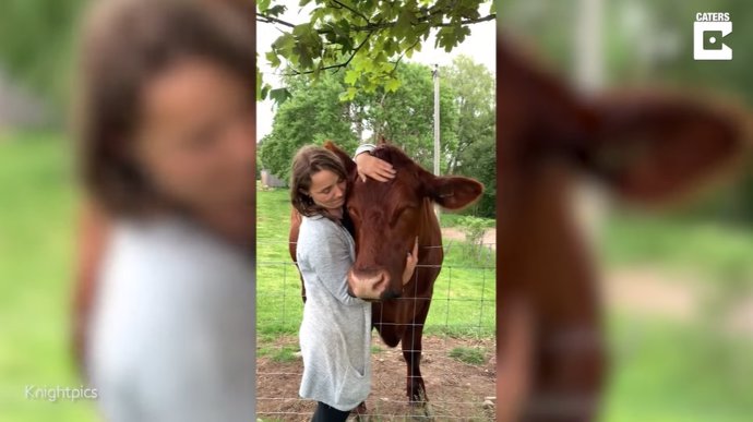 Esta mujer mantiene una entrañable amistad con un toro de 750 kilos que encontró enterrado en estiércol hace tres años