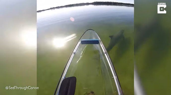 En San Petesburgo, Florida, puedes navegar en canoas transparentes mientras interactúas con delfines y manatíes