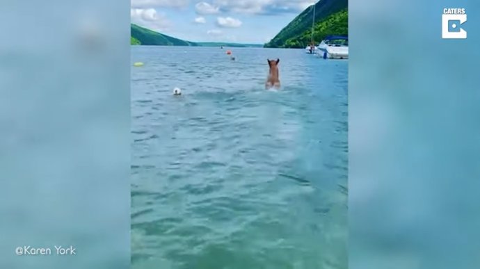 ¿Es Un Perro O Es Un Delfín? Este Golden Retriever Enseña En Este Vídeo Su Mejor Imitación De Un Delfín