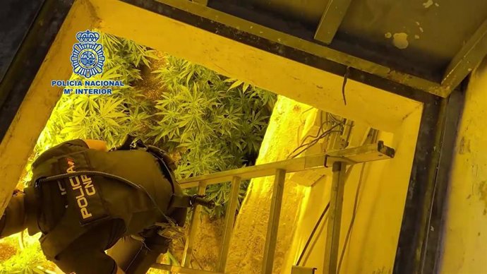 Imagen de una de las plantaciones de marihuana intervenidas en un zulo