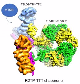 Estructura de las proteínas TELO2-TTI1-TTI2 descifrada en el artículo, unida al resto de proteínas que forman parte del complejo encargado de ensamblar mTOR.