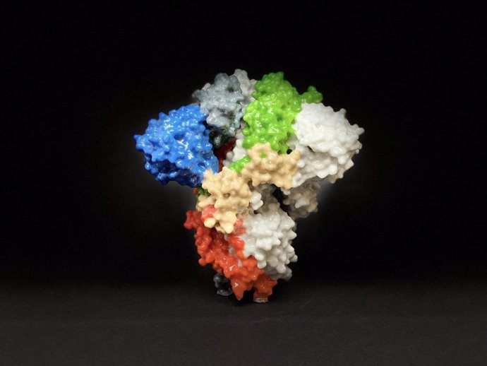 Archivo - La imagen muestra una impresión 3D de una proteína espiga en la superficie del SARS-CoV-2, el virus que causa COVID-19.