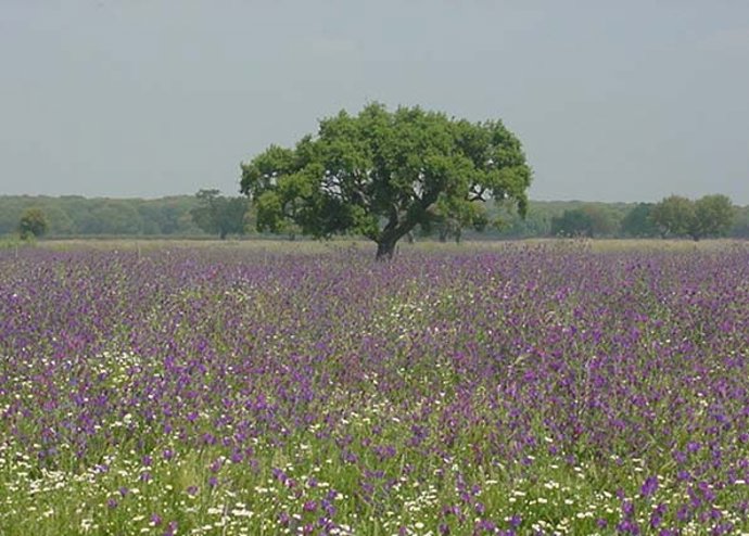 Archivo - Alcornoque en Doñana