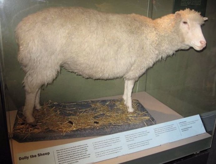 Oveja Dolly se exhibe disecada en el Real Museo de Escocia
