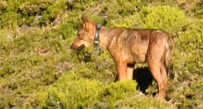 Archivo - Lobo con collar GPS en una imagen de archivo.