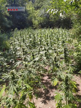 Imagen de la plantación de marihuana en Rabós (Girona)