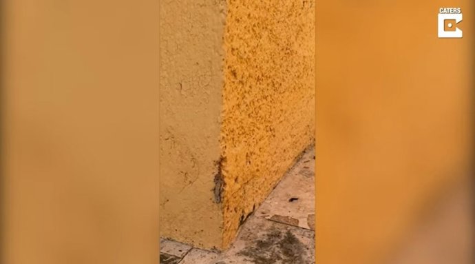 Esta colonia de hormigas demuestra la importancia del trabajo en equipo transportando el cadáver de un lagarto