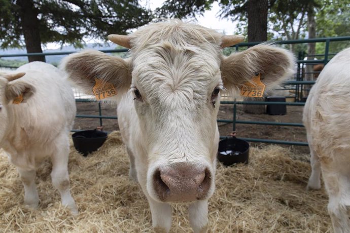 Una vaca cherolesa, durante una muestra de ganado, en el primer día de la IV Feria del Ganado de El Escorial, a 11 de junio de 2021, en El Escorial, Madrid, (España). Esta Feria de Ganado se celebra los días 11, 12 y 13 de junio en el Parque de La Mangu