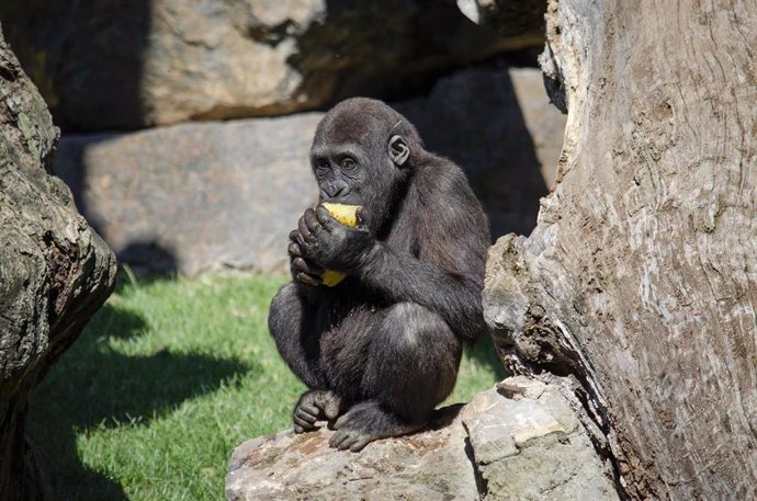 Helados para los animales de Bioparc