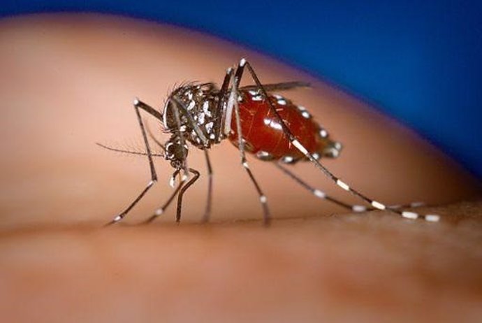 Archivo - Aedes albopictus, mosquito tigre hembra alimentándose de un huésped humano.