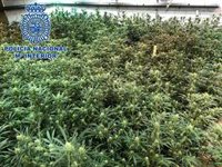 Diez detenidos en La Línea (Cádiz) tras desmantelar tres plantaciones de marihuana y tres puntos de venta de droga