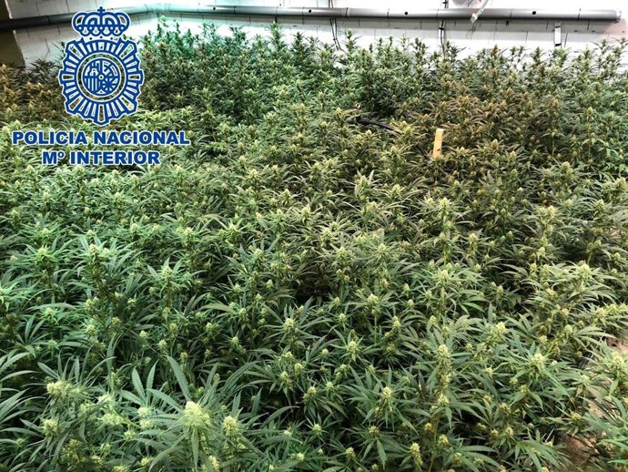 Plantación de marihuana desmantelada en La Línea